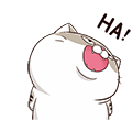 Gif animé rire chat